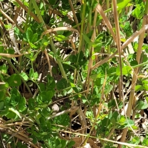 Lotus uliginosus at Gooram, VIC - 1 Jan 2024 10:59 AM