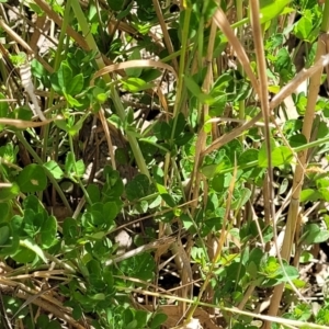 Lotus uliginosus at Gooram, VIC - 1 Jan 2024