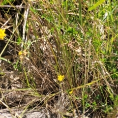 Lotus uliginosus at Gooram, VIC - 1 Jan 2024