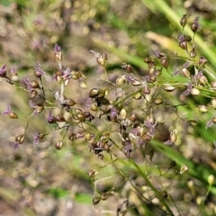 Isachne globosa (Swamp Millet) at Gooram, VIC - 1 Jan 2024 by trevorpreston