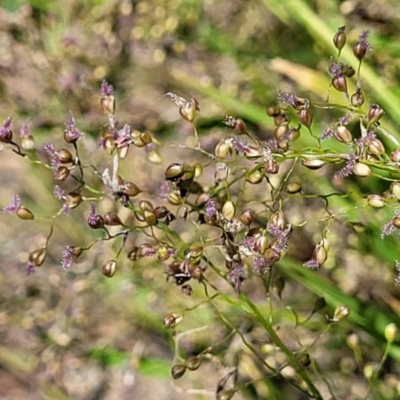 Isachne globosa (Swamp Millet) at Seven Creeks Wildlife Reserve - 1 Jan 2024 by trevorpreston