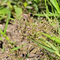 Isachne globosa at Gooram, VIC - 1 Jan 2024