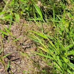 Isachne globosa at Gooram, VIC - 1 Jan 2024