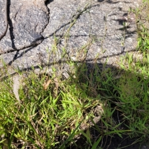 Isachne globosa at Gooram, VIC - 1 Jan 2024