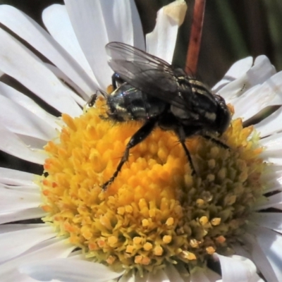 Sarcophagidae sp. (family) at Dry Plain, NSW - 28 Dec 2023 by AndyRoo