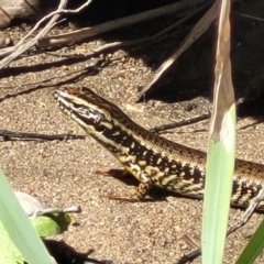 Eulamprus heatwolei (Yellow-bellied Water Skink) at Gooram, VIC - 1 Jan 2024 by trevorpreston