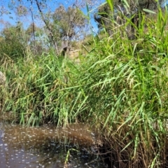Phragmites australis (Common Reed) at Seven Creeks Wildlife Reserve - 1 Jan 2024 by trevorpreston