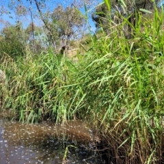 Phragmites australis (Common Reed) at Gooram, VIC - 31 Dec 2023 by trevorpreston