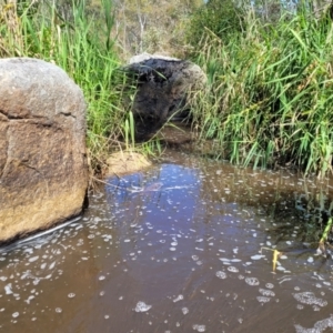 Phragmites australis at Gooram, VIC - 1 Jan 2024