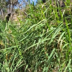 Phragmites australis at Gooram, VIC - 1 Jan 2024 10:51 AM