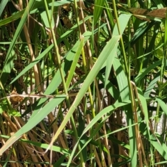 Phragmites australis at Gooram, VIC - 1 Jan 2024 10:51 AM