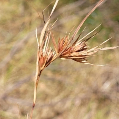 Themeda triandra (Kangaroo Grass) at Seven Creeks Wildlife Reserve - 31 Dec 2023 by trevorpreston