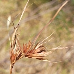 Themeda triandra at Gooram, VIC - 1 Jan 2024