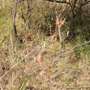 Themeda triandra at Gooram, VIC - 1 Jan 2024 10:42 AM