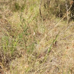 Themeda triandra at Gooram, VIC - 1 Jan 2024 10:42 AM