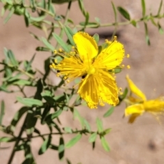 Hypericum perforatum (St John's Wort) at Gooram, VIC - 1 Jan 2024 by trevorpreston