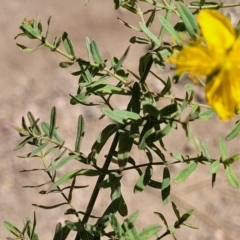 Hypericum perforatum at Gooram, VIC - 1 Jan 2024 10:41 AM