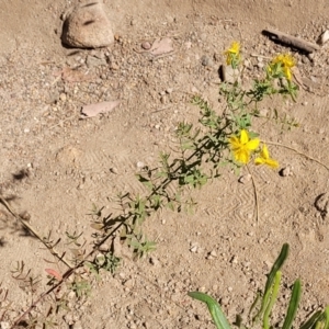 Hypericum perforatum at Gooram, VIC - 1 Jan 2024 10:41 AM