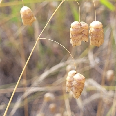 Briza maxima (Quaking Grass, Blowfly Grass) at Seven Creeks Wildlife Reserve - 31 Dec 2023 by trevorpreston