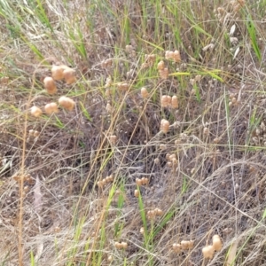 Briza maxima at Gooram, VIC - 1 Jan 2024 10:41 AM