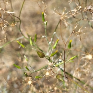 Senecio quadridentatus at Gooram, VIC - 1 Jan 2024