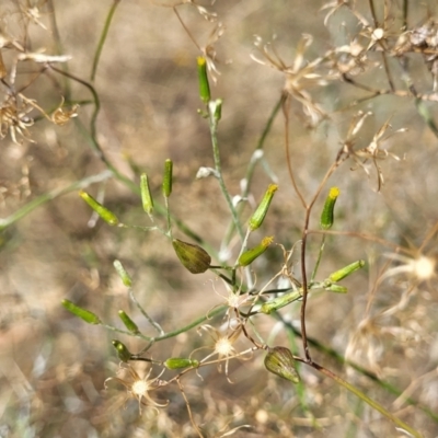 Senecio quadridentatus (Cotton Fireweed) at Gooram, VIC - 1 Jan 2024 by trevorpreston