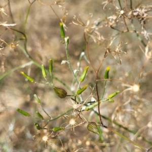 Senecio quadridentatus at Gooram, VIC - 1 Jan 2024