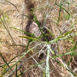 Senecio quadridentatus at Gooram, VIC - 1 Jan 2024