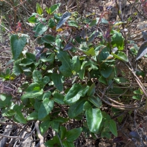 Clematis aristata at Numeralla, NSW - 31 Dec 2023