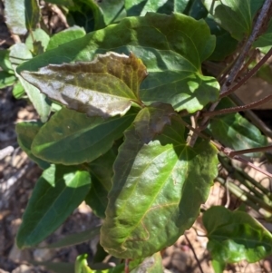 Clematis aristata at Numeralla, NSW - 31 Dec 2023