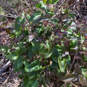 Clematis aristata at Numeralla, NSW - 31 Dec 2023