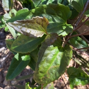 Clematis aristata at Numeralla, NSW - 31 Dec 2023