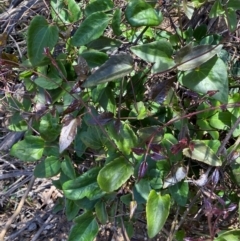 Clematis aristata at Numeralla, NSW - 31 Dec 2023