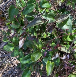 Clematis aristata at Numeralla, NSW - 31 Dec 2023 10:37 AM