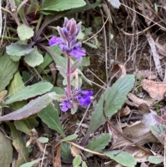 Ajuga australis (Austral Bugle) at Numeralla, NSW - 30 Dec 2023 by SteveBorkowskis