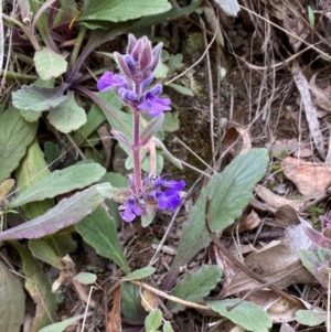 Ajuga australis at Numeralla, NSW - 31 Dec 2023 10:15 AM