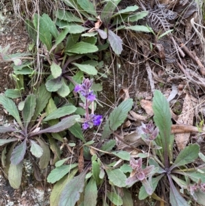 Ajuga australis at Numeralla, NSW - 31 Dec 2023 10:15 AM