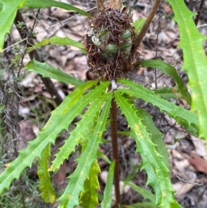 Banksia canei at Numeralla, NSW - 31 Dec 2023
