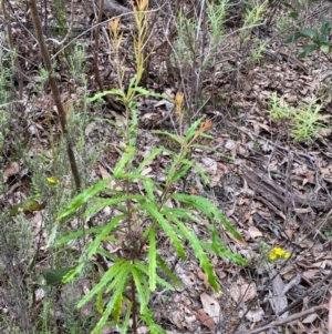 Banksia canei at Numeralla, NSW - 31 Dec 2023 10:06 AM