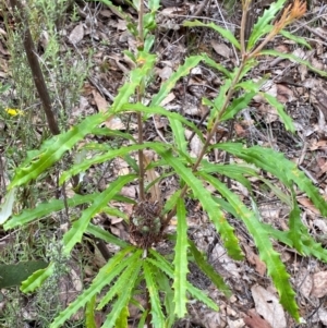 Banksia canei at Numeralla, NSW - 31 Dec 2023 10:06 AM