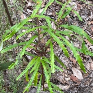 Banksia canei at Numeralla, NSW - 31 Dec 2023 10:06 AM