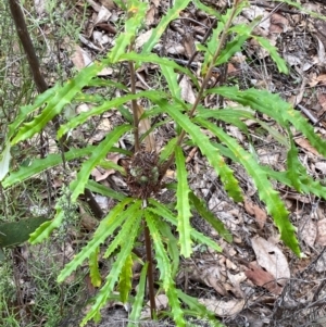 Banksia canei at Numeralla, NSW - 31 Dec 2023