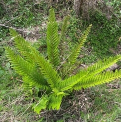 Polystichum proliferum (Mother Shield Fern) at Numeralla, NSW - 30 Dec 2023 by SteveBorkowskis