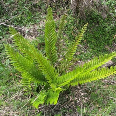 Polystichum proliferum (Mother Shield Fern) at Numeralla, NSW - 31 Dec 2023 by SteveBorkowskis