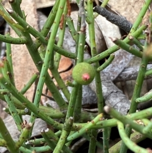 Choretrum pauciflorum at Numeralla, NSW - 31 Dec 2023