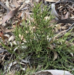 Choretrum pauciflorum at Numeralla, NSW - 31 Dec 2023