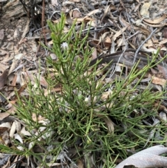 Choretrum pauciflorum at Numeralla, NSW - 31 Dec 2023