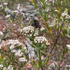 Platysace lanceolata (Shrubby Platysace) at Numeralla, NSW - 31 Dec 2023 by SteveBorkowskis