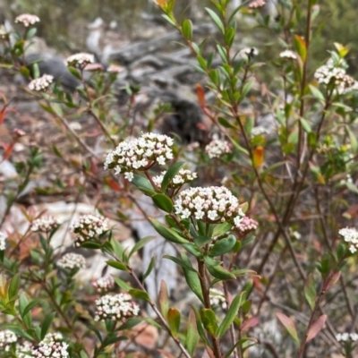 Platysace lanceolata (Shrubby Platysace) at Numeralla, NSW - 31 Dec 2023 by SteveBorkowskis