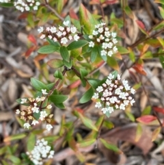 Platysace lanceolata at Numeralla, NSW - 31 Dec 2023